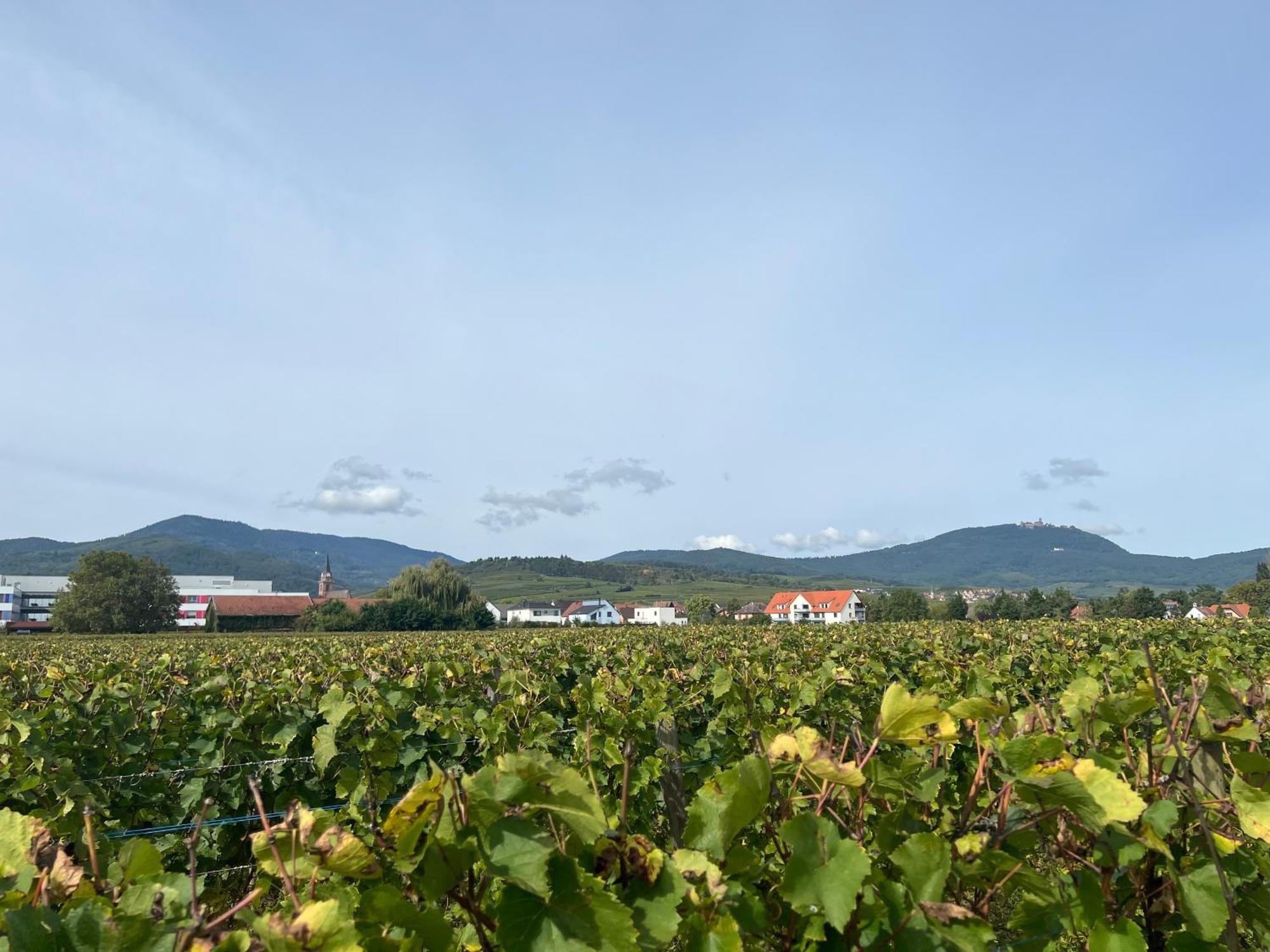 Oasis Tout Confort A Bergheim, Alsace Exteriör bild